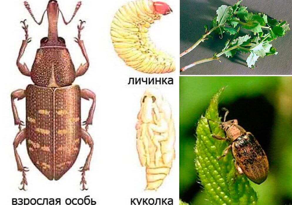 Вредител по граха Грудков хоботник