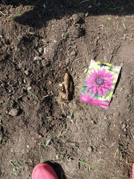 Φυτευμένη ντάλια