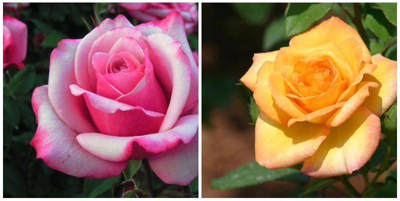 Рози Грандифлора Грандифлора