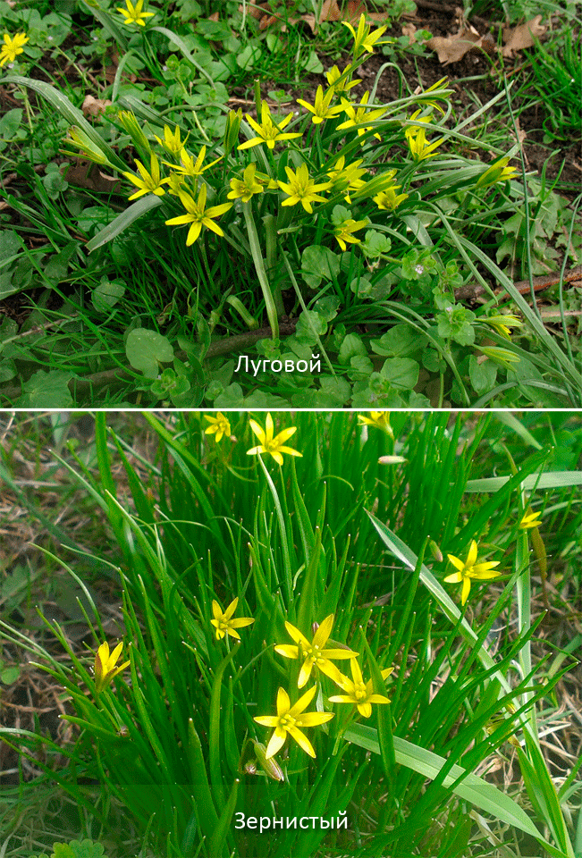 Κίτρινα άνθη του κρεμμυδιού χήνας