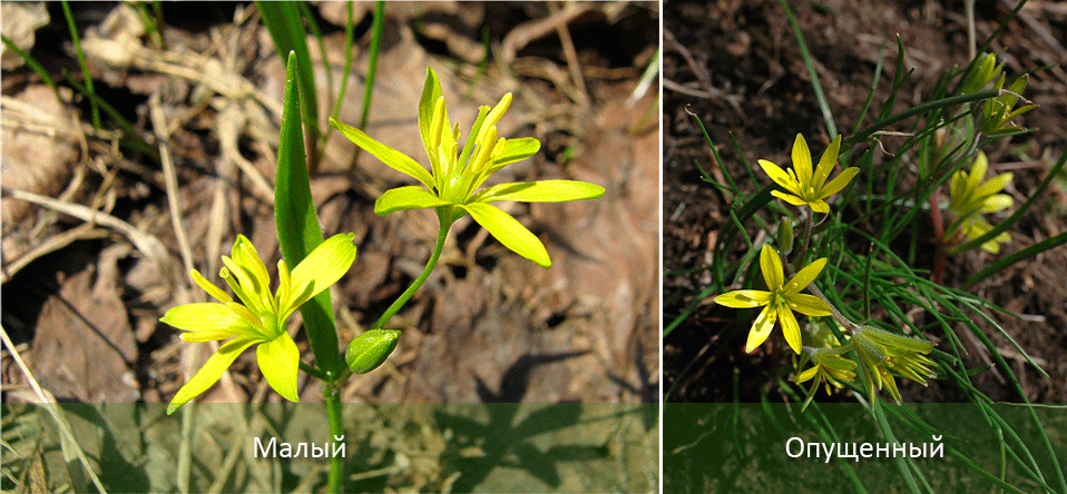 Μικρό και χαμηλωμένο κρεμμύδι χήνας Δύο είδη κρεμμυδιών χήνας