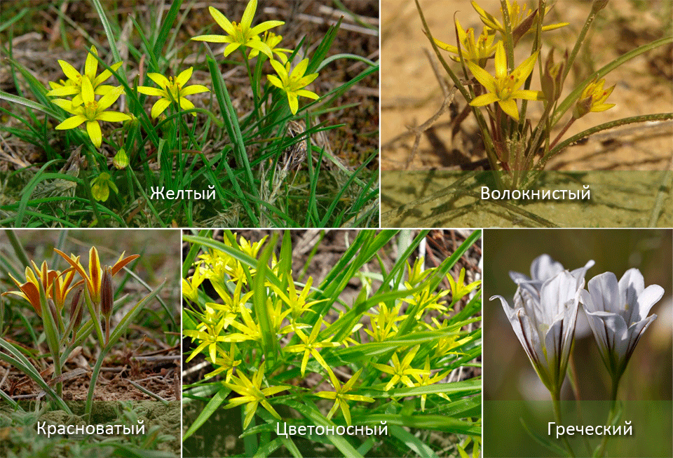 Το πρώτο λουλούδι της άνοιξης Είδη κρεμμυδιού χήνας