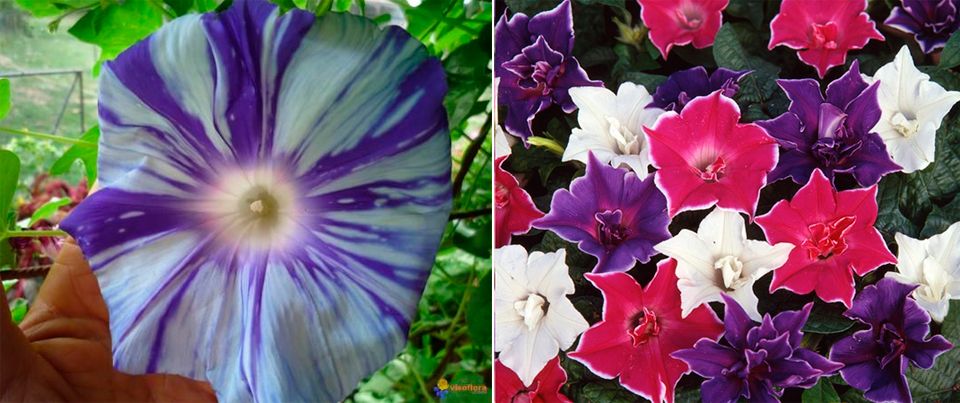 Ιπομία μηδέν