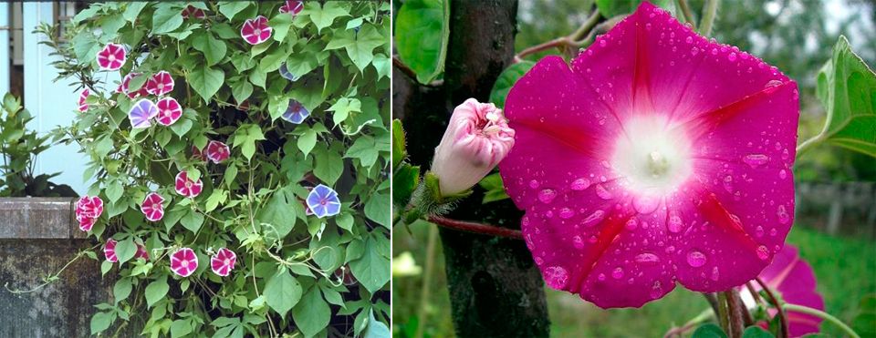 Μωβ Δόξα Πρωινού