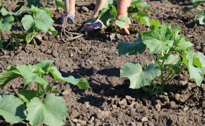 Тиквички на открито