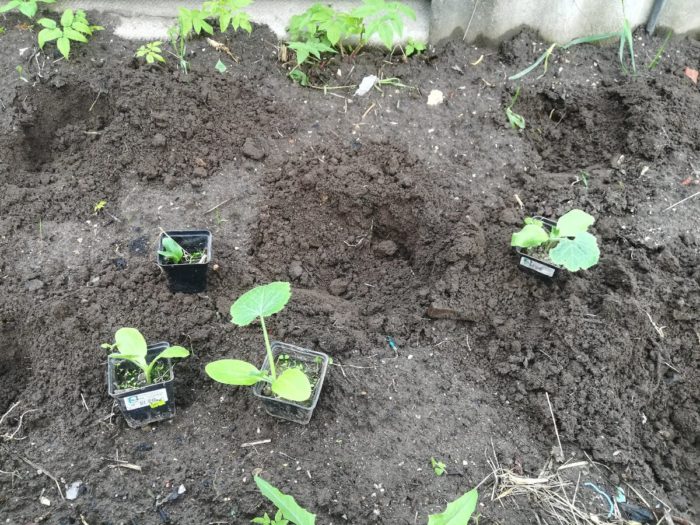 Засаждане на разсад