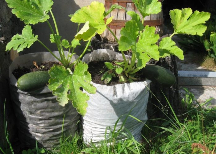 Отглеждане на тиквички в торба