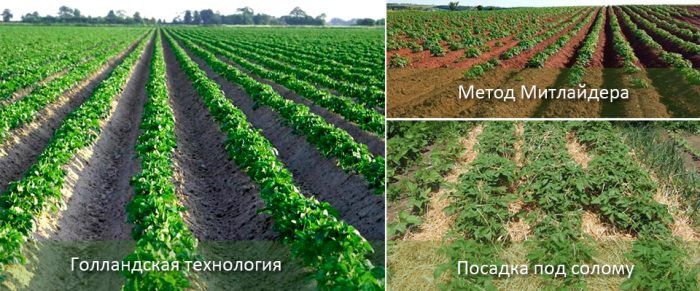 Методи за засаждане на картофи