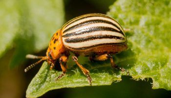 Колорадски бръмбар