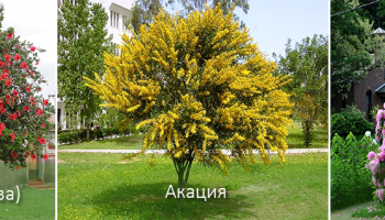 Видове храсти