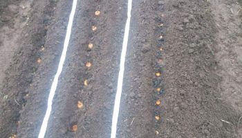 Лента от лук и моркови