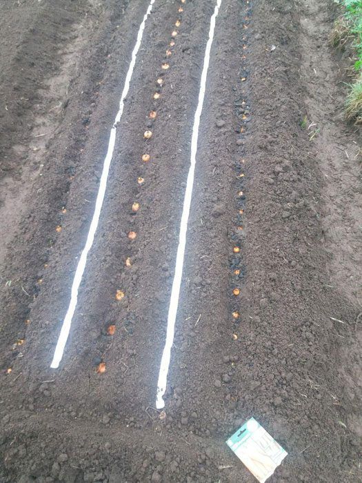 Лента от лук и моркови