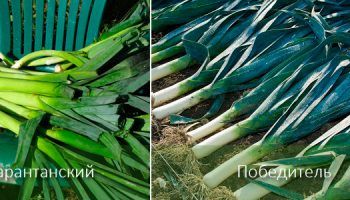 Сортове праз