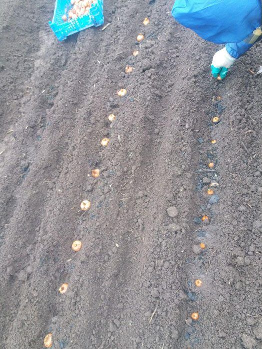 Засадени лукове