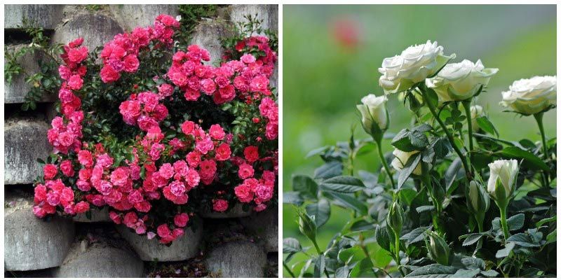 Миниатюрни рози Миниатюра