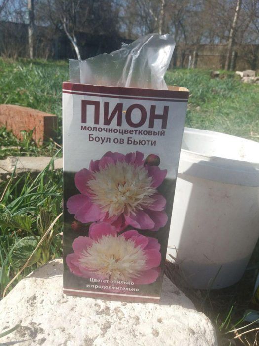 Това е божур Корен от божур