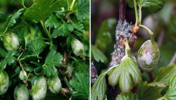 Брашнеста мана по цариградско грозде