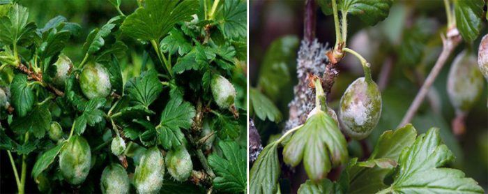 Брашнеста мана по цариградско грозде