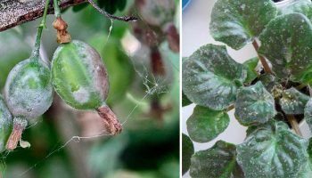 Брашнеста мана