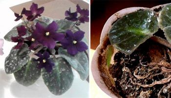 Брашнеста мана по стайните растения