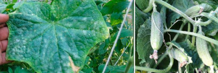 Краставици, засегнати от брашнеста мана