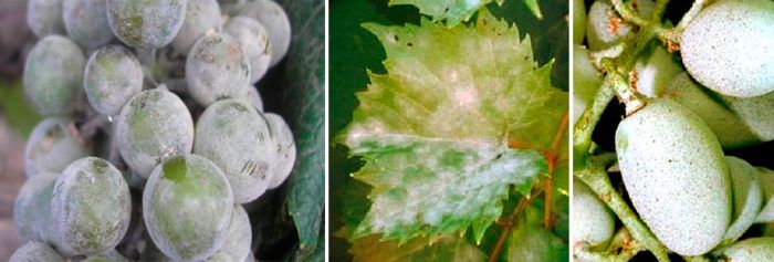 Грозде и брашнеста мана