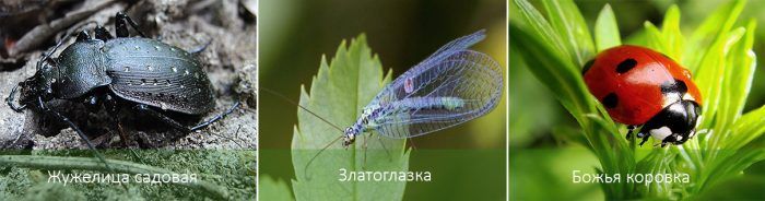 Έντομα κατά του σκαθαριού της πατάτας του Κολοράντο