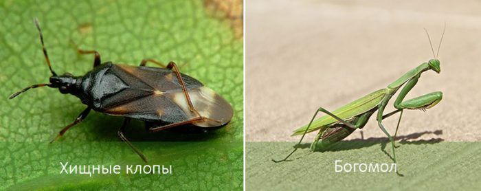 Έντομα κατά του σκαθαριού της πατάτας του Κολοράντο