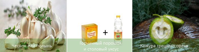 Ψεκασμός κατά του σκαθαριού της πατάτας του Κολοράντο