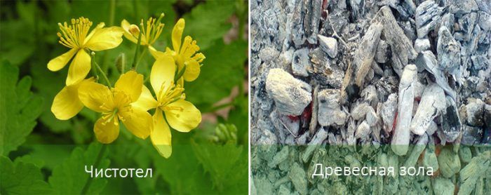 Ψεκασμός κατά του σκαθαριού της πατάτας του Κολοράντο