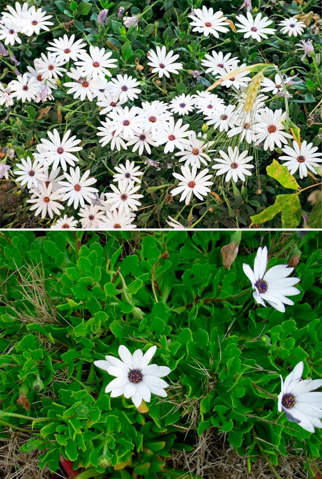 Храст Остеоспемум