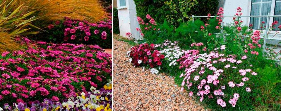 Остеоспемум в пейзажа