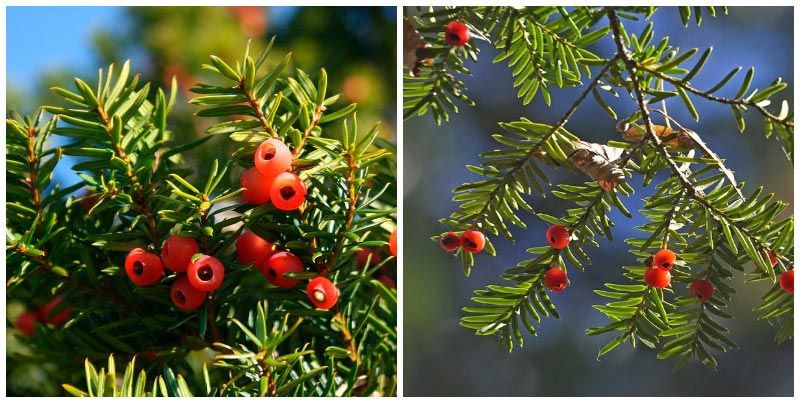 Тис заострено Заострени