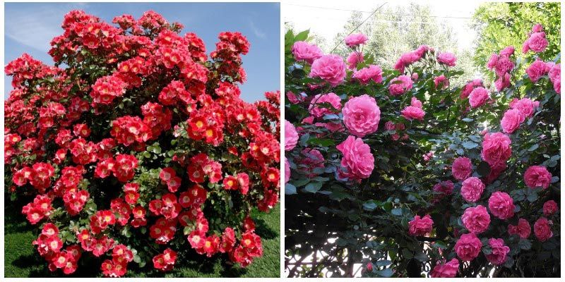 Рози в парковата градина Парк