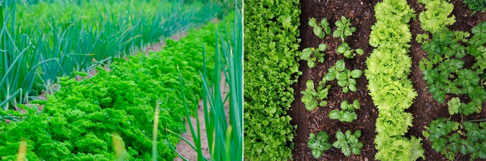 Лукът, марулята и чесънът виреят добре до магданоз. Съседите на магданоз