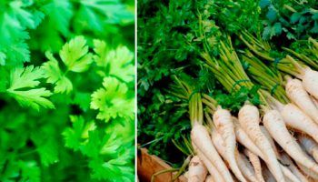 Сортове магданоз