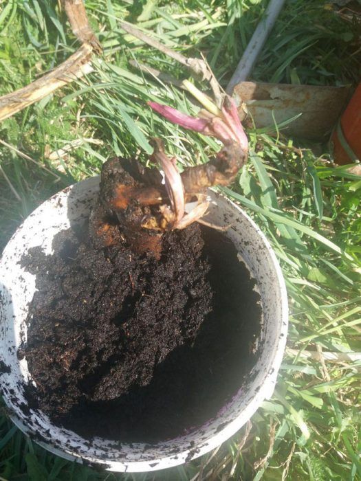 С вермикомпост Божур