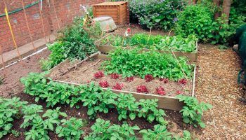 Как да засадим картофи