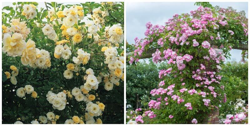 Пълзящи рози Рамблер Бродячи