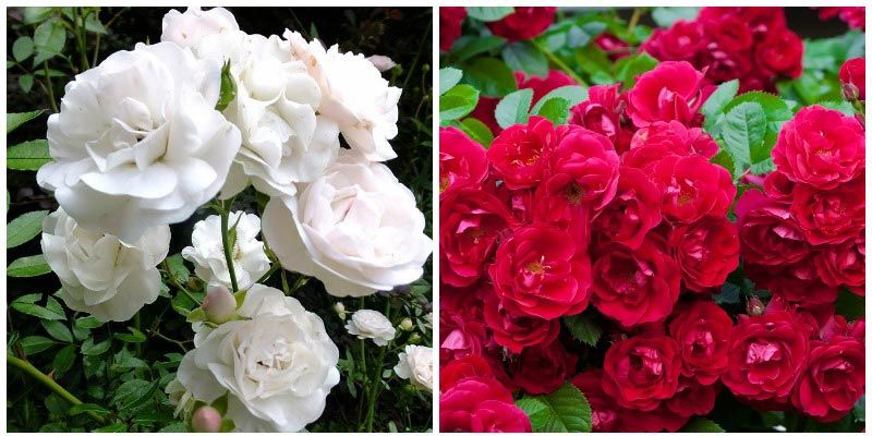 Почвопокривни рози Почвопокривно