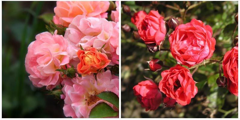 Градински рози Полиантус Полиантус