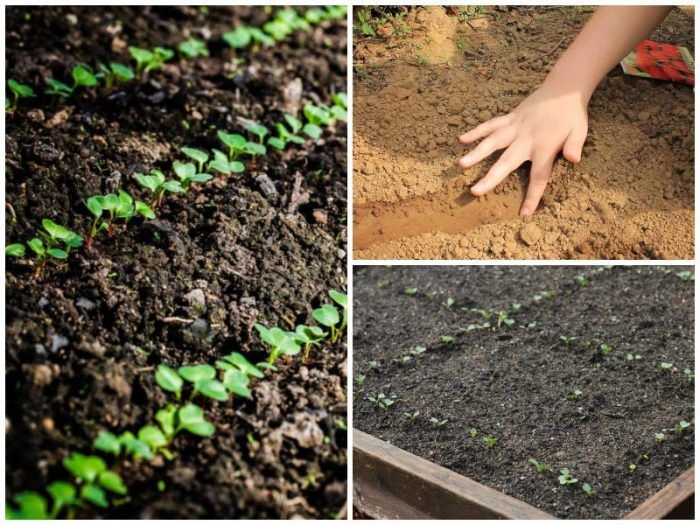 Φύτευση ραπανάκια