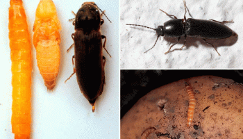 Телен червей