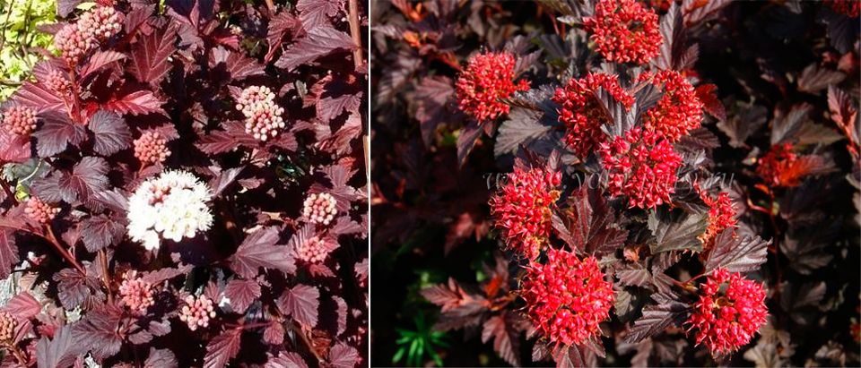 Цветя и семена от сорт Андре Цветя на физокарпуса