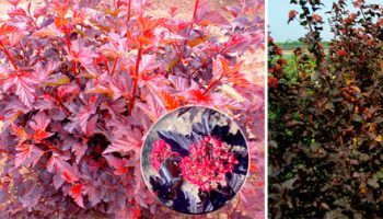 Физокарпус сорт Андре