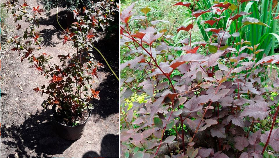 Физокарпус Андрей Разсад от сорта Андре