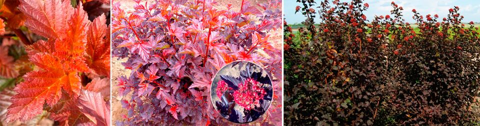 Пурпурнолистна разновидност на калина Физокарпус сорт Андре