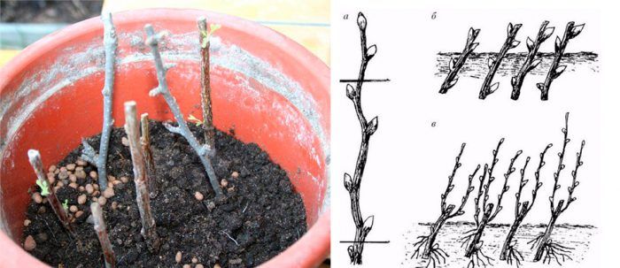 Μοσχεύματα