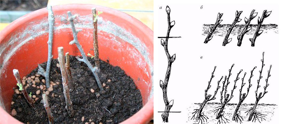 Размножаване чрез резници Резници от физокарпус