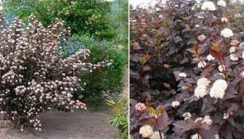 Мехурчест Диабло